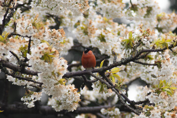 bird on cherry tree
