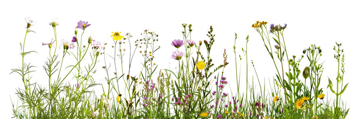 set of wildflower meadows, each bursting with native species from different regions, isolated on transparent background