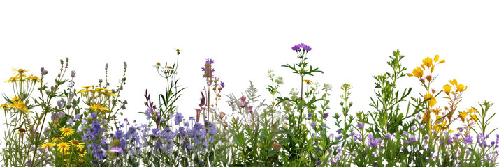 set of wildflower meadows, each bursting with native species from different regions, isolated on transparent background