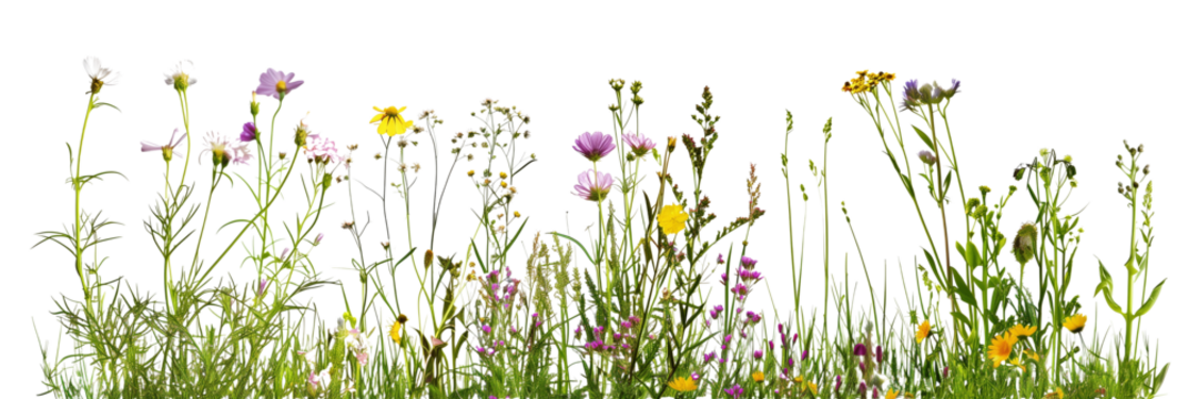 set of wildflower meadows, each bursting with native species from different regions, isolated on transparent background