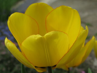 Zbliżenie na żółte kwiaty tulipana