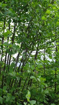 Video verticale, arbusti con foglie verdi si muovono al vento