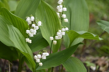Muguets du premier mai