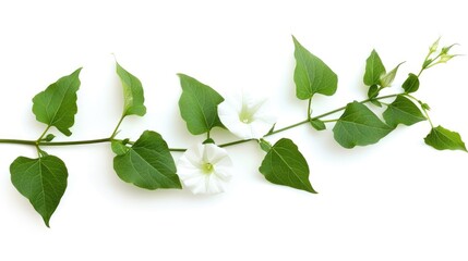 Fototapeta na wymiar Fresh Bindweed Sprig with Green Leaves Isolated on White Background - Nature's Beauty in Summer