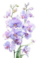 An elegant portrayal of orchids in a tropical greenhouse, delicate whites and exotic purples, vivid watercolor, white background, 100% isolate