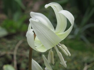 Zbliżenie na biało-kremowy kwiat rośliny z gatunku Erythronium © Kumulugma