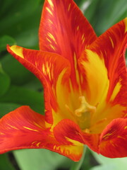 Zbliżenie na żółto-pomarańczowe kwiaty tulipana