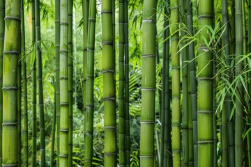 Harvesting Bamboo in the Forest: A Sustainable Approach to Wood Production