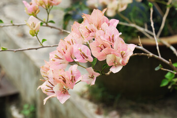 pink bougainvillea