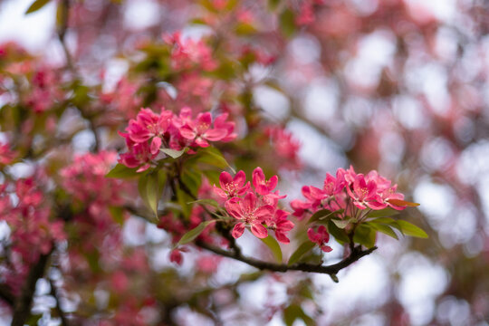 Red cherry blossoms on a branch