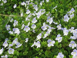 Błękitny kwiat rośliny z gatunku Veronica chamaedrys - obrazy, fototapety, plakaty