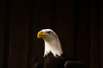 A portrait of a staring Bald Eagle against a black background