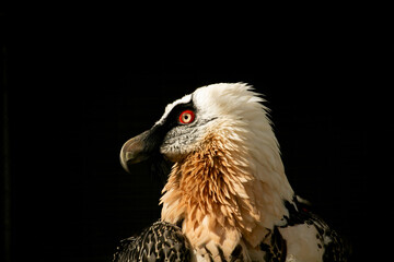 Lammergeyer or Bearded Vulture (Gypaetus barbatus)