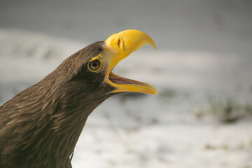 Head of steller's sea eagle