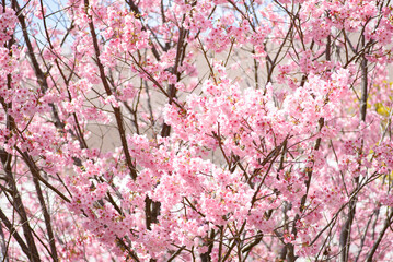 満開の桜の木