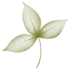 Obraz premium leaf isolated