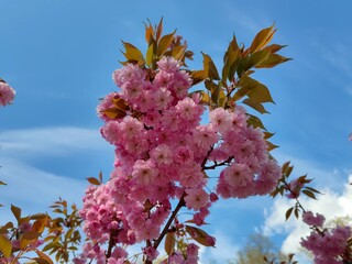 Rosafarbene Kirschblüte im Garten