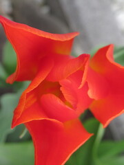Pomarańczowy kwiat tulipana liliokształtnego, naznaczony żółtymi pasemkami