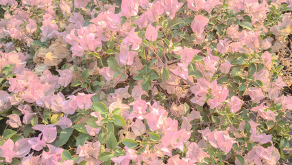 Beautiful magenta bougainvillea paper flowers in colorful color (Bougainvillea glabra Choisy), soft...