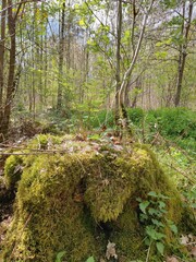 Farn auf Baumstumpf im Frühlingswald