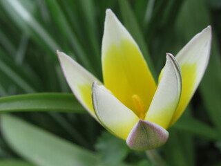 Zbliżenie na biało-żółty kwiat tulipana botanicznego