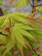 Zbliżenie na delikatnie wybarwiające się listki klona palmowego © Kumulugma