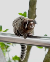A Black-tufted Marmoset (Callithrix penicillata) sitting on a silver railing on Sugarloaf Mountain, Rio. 