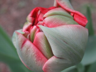 Pąk kwiatowy tulipana pełnego