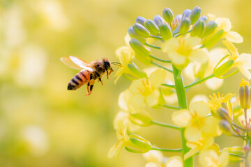 Rapeseed_flowers_and_honeybee