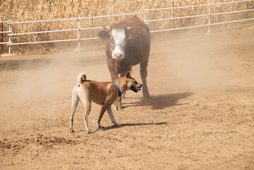 Asia China Yunnan Sha Xi Farm - Cows and Dogs Fighting