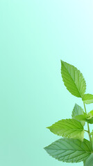 Mint leaves on light green background with copy space