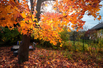 Autumn landscape. Maple leaves illuminated by the sun. Autumn in the village.