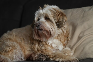 Tibet Terrier 