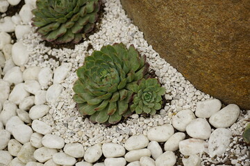 Close-up of stone lotus in the garden