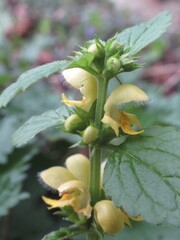 Zbliżenie na żółte kwiaty rośliny z gatunku Lamium