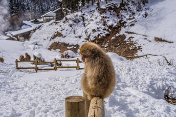 Snow Monkey at Jigokudani Monkey Park, Japan