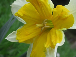 Zbliżenie na delikatny kwiat narcyza © Kumulugma