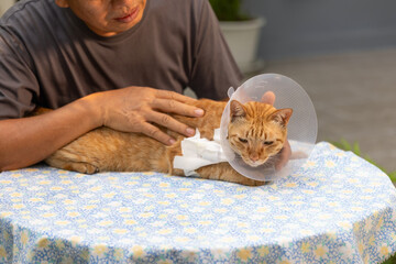 Senior man treatment dressing wound his cat.