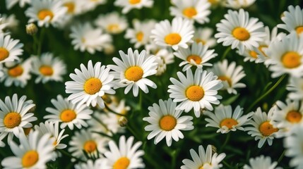 Fototapeta premium Field of daisy flowers. AI generated.