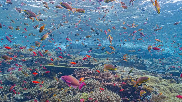 amazing batu bolong