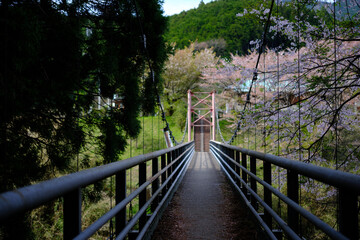 桜と橋