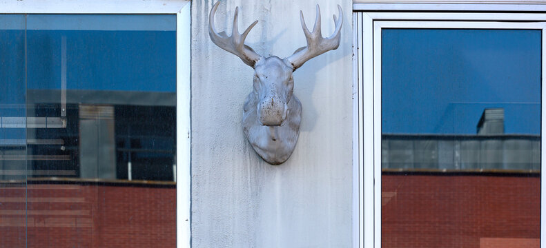 Cabeza de alce entre ventanas