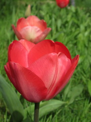 Rozkwitający kwiat różowego tulipana