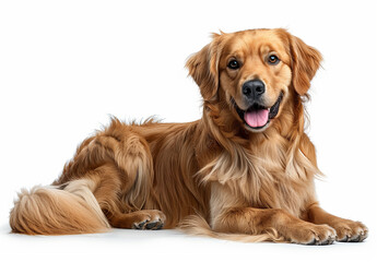 A Golden Retriever is portrayed lying down gracefully, looking at the camera with friendly eyes. Its shiny golden fur and affable expression suggest a well-cared and gentle nature. - obrazy, fototapety, plakaty