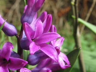 Zbliżenie na fioletowy kwiat hiacynta - obrazy, fototapety, plakaty