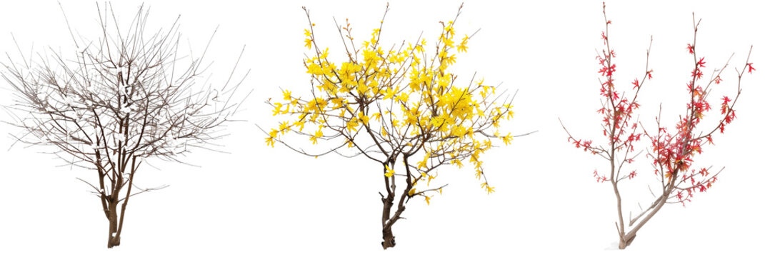 set of witch hazel bushes, each showcasing their unique, fragrant winter blooms, isolated on transparent background
