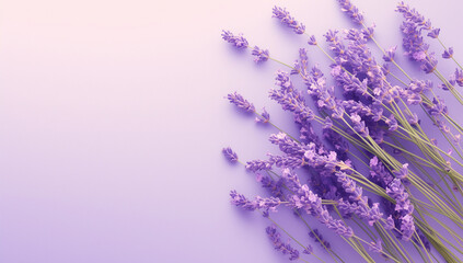 Fototapeta premium Lavender Elegance: Fresh Blooms on Purple Background