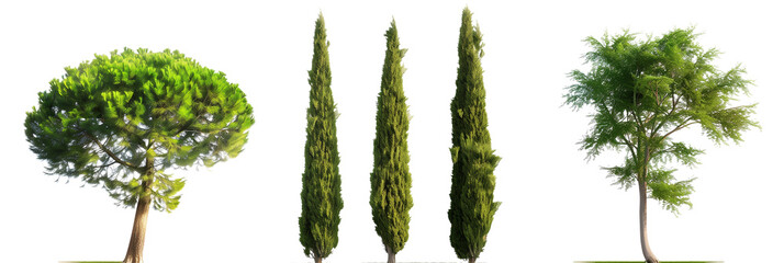 set of cypress trees, known for their longevity and elegant, conical shapes, isolated on transparent background