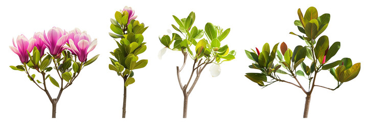 set of species of magnolia trees, each with distinct leaf shapes and bloom colors, isolated on...