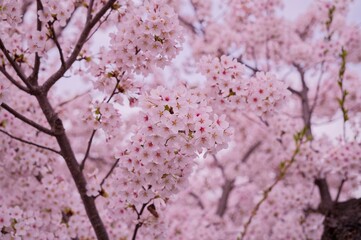 弘前の４月に咲く染井吉野のサクラの花